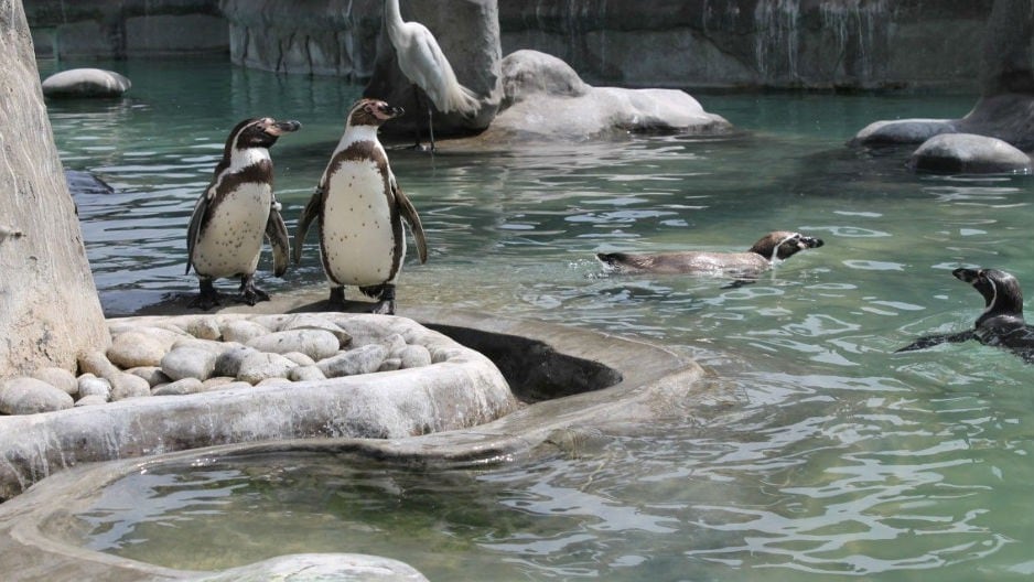 Simpáticos pingüinos de Humboldt. Su especie es vulnerable, por lo que es necesario trabajar su conservación y reproducción. (Zoológico de Huachipa)