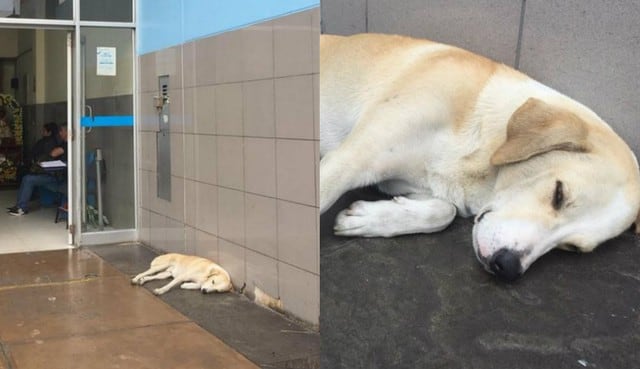 Perrito espera hace tres días a su dueño fuera de hospital de Miraflores pero él ya murió