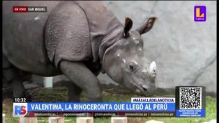 Conoce a Valentina, una rinoceronta india que llegó al Parque de las Leyendas