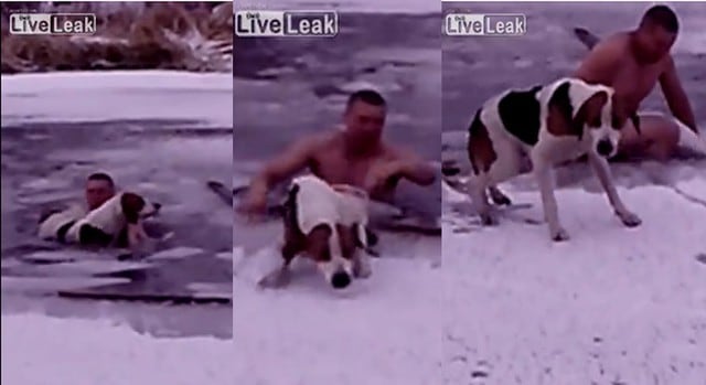 Perrito fue rescatado de una laguna helada donde estaba a punto de morir
