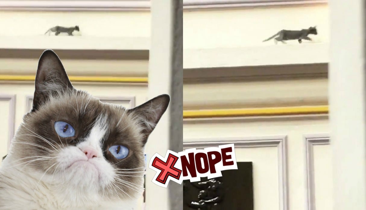 Gato aparece en el pleno del Congreso y causa revuelo en las redes sociales. (Fotos: Twitter/Facebook)