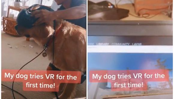 Un perro usa lentes de realidad virtual y se hace viral. (Foto: @markeyla5 / TikTok)