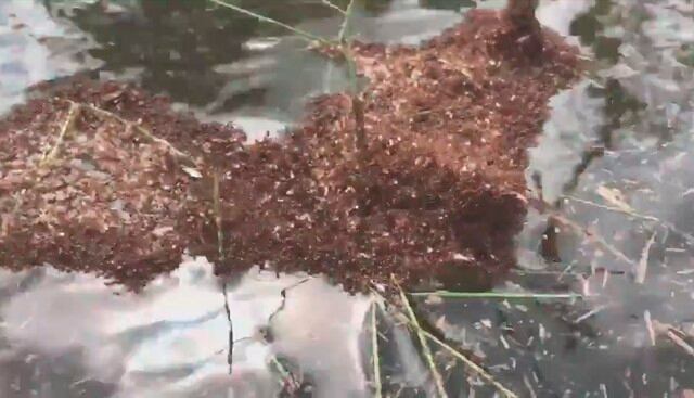 Hormigas forman islas flotantes para hacer frente al huracán Florence. (WAND-TV NewsCenter 17)