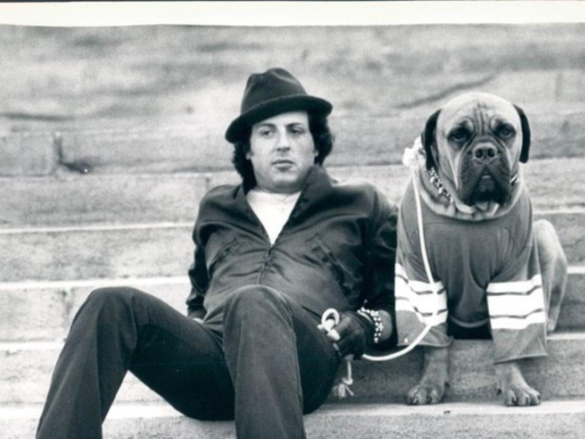 Historia Sylvester Stallone Sylvester Stallone: Desgarradora historia del actor y su perro Butkus en  Instagram [VIDEO y FOTOS] | VIRAL | TROME.COM
