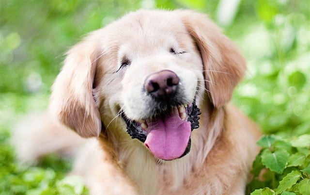 Facebook: Murió Stanley, el perrito ciego que ayudaba a discapacitados