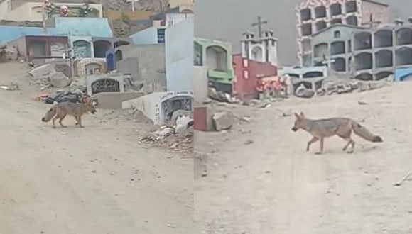 Serfor en busca de ‘Juaneco’, un zorrito andino que se encuentra deambulando en Comas. (Foto: Twitter).