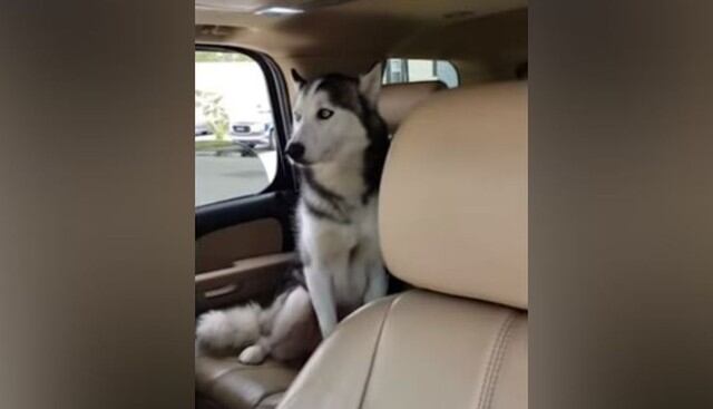 El can no quería salir del vehículo por nada del mundo. (YouTube: Caters Clips)