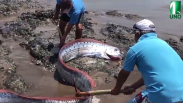 Un pez remo terminó en una playa de Tacna. (Radio Uno - Captura)