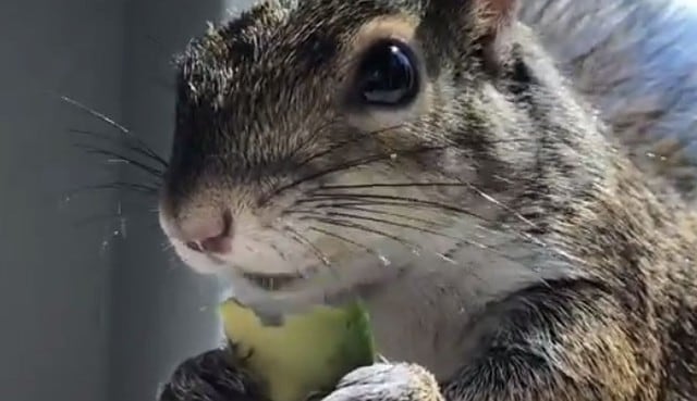 ‘Seymour’ se ha ganado el cariño de sus seguidores por sus peculiares video comiendo palta en diversos lugares de la casa. (Foto: Instagram @seymour_the_squirrel)