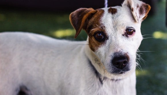 El ejercicio y los juegos son actividades muy saludables para los perros. (Foto: Pexels)