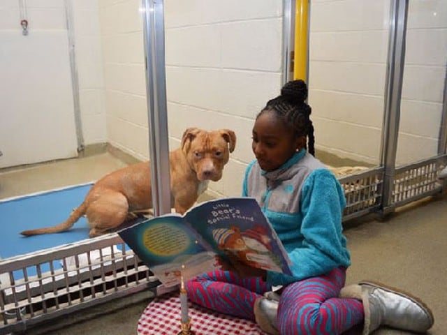Niños les leen diariamente a los perros de un albergue para prepararlos para la convivencia con humanos.