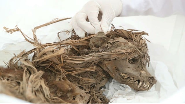 Restos de perros y cuyes sepultados hace mil años hallaron aqueólogos en huacas del Parque de las Leyendas. (Fotos: Difusión)