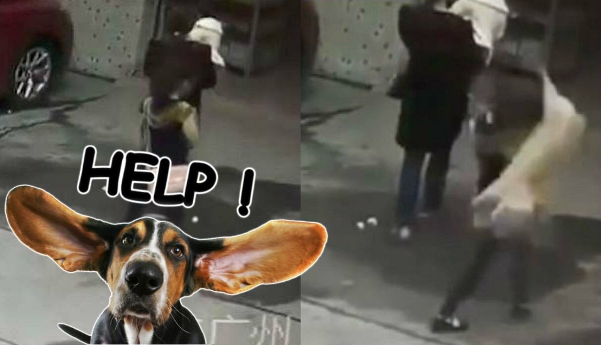 YouTube viral: Perro cae de lo alto de edificio sobre una mujer... ¡y sobrevive! | China