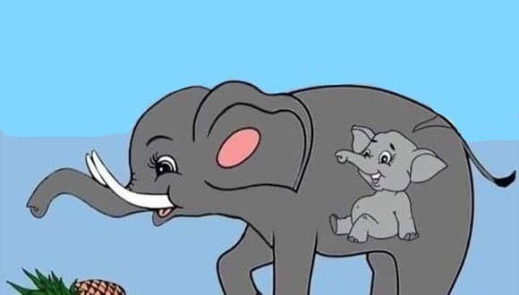 El embarazo del elefante africano dura unos 24 meses.