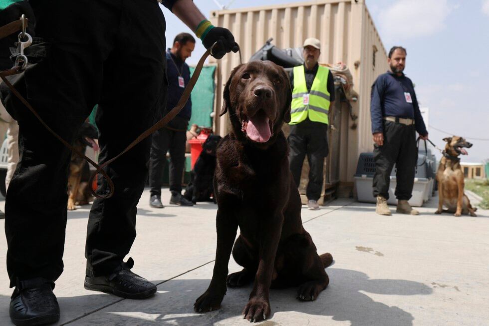 Decenas de perros del aeropuerto de Kabul, abandonados durante las caóticas evacuaciones tras el regreso de los talibanes al poder en Afganistán, se preparan para volver al trabajo.
 (Foto:  Karim SAHIB / AFP)