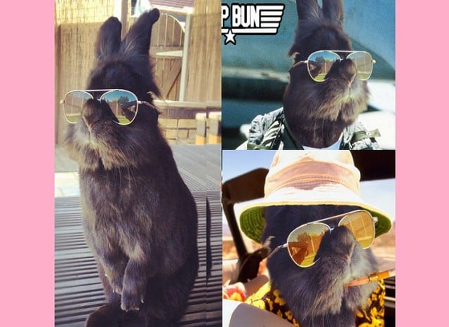 Memes de conejo con lentes