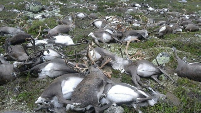 300 renos murieron por rayo en Noruega.