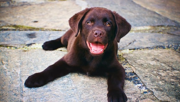 El 23 de marzo se celebra el Día Nacional del Cachorro. (Foto: Pexels)