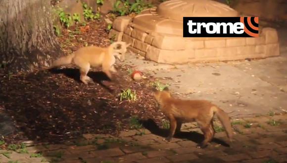 Un video viral muestra el tierno momento en que dos crías de zorro juegan alegremente con una pequeña pelota. | Crédito: @Yoda4ever / Twitter