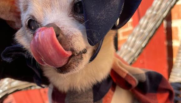 'Pebbles' cumplió 22 años y se convirtió en la perra más longeva del mundo. (Foto: @pebblessince2000 / Instagram)