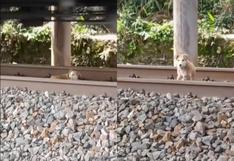 Un milagro salva de morir a un perro que se quedó dormido en las vías del tren