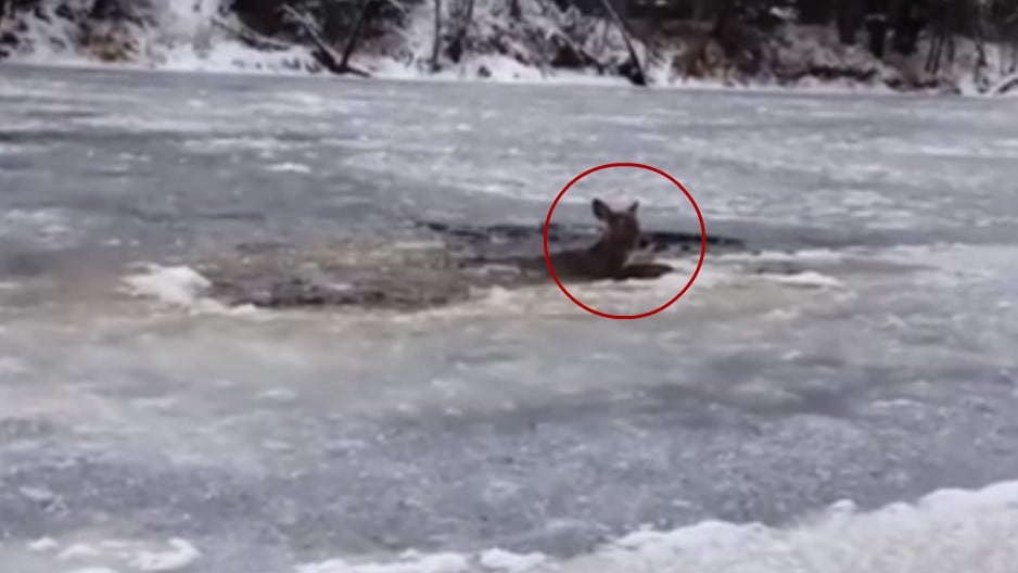 El ciervo estaba a punto de morir congelado. Foto: Captura de YouTube
