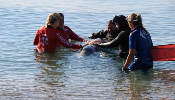 La ballena se encuentra desde esta mañana inmóvil a escasos metros de la arena, donde fue examinada por el veterinario Pantelis Sarris, del Centro Helénico de Rescate y Atención de Mamíferos Marinos “Arion”. (Foto: EFE/EPA/ALEXANDROS VLACHOS)