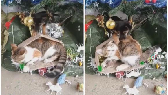 Un perro y un gato destruyen la decoración de su ama. (Foto: @jakelinrey263 / TikTok)