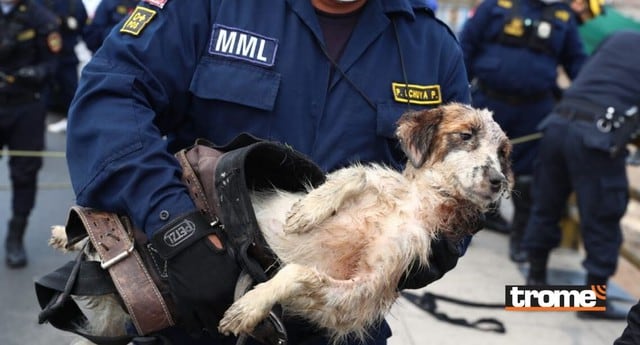 Perrito es rescatado por la policía tras caer al río Rímac, en el Cercado de Lima.