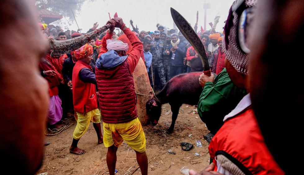 Advertencia: las imágenes pueden herir susceptibilidades. Nepal sacrifica 6.000 búfalos en la mayor matanza ritual de animales del mundo. (Foto: AFP)