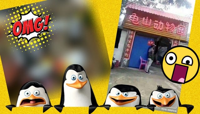 Zoológico en China prometió exhibición de pingüinos pero esto fue lo que mostró en vez