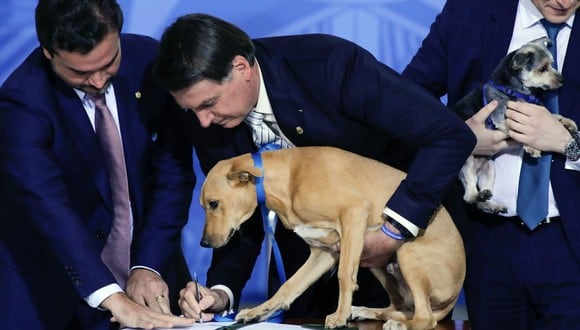 El presidente brasileño Jair Bolsonaro sostiene a su perro de la familia Néstor durante la sanción de una ley que aumenta las penas por abuso de animales domésticos, en el Palacio do Planalto, en Brasilia. (AFP/Sergio Lima).