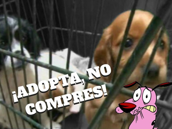Mascotas rescatadas por la Municipalidad de Lima