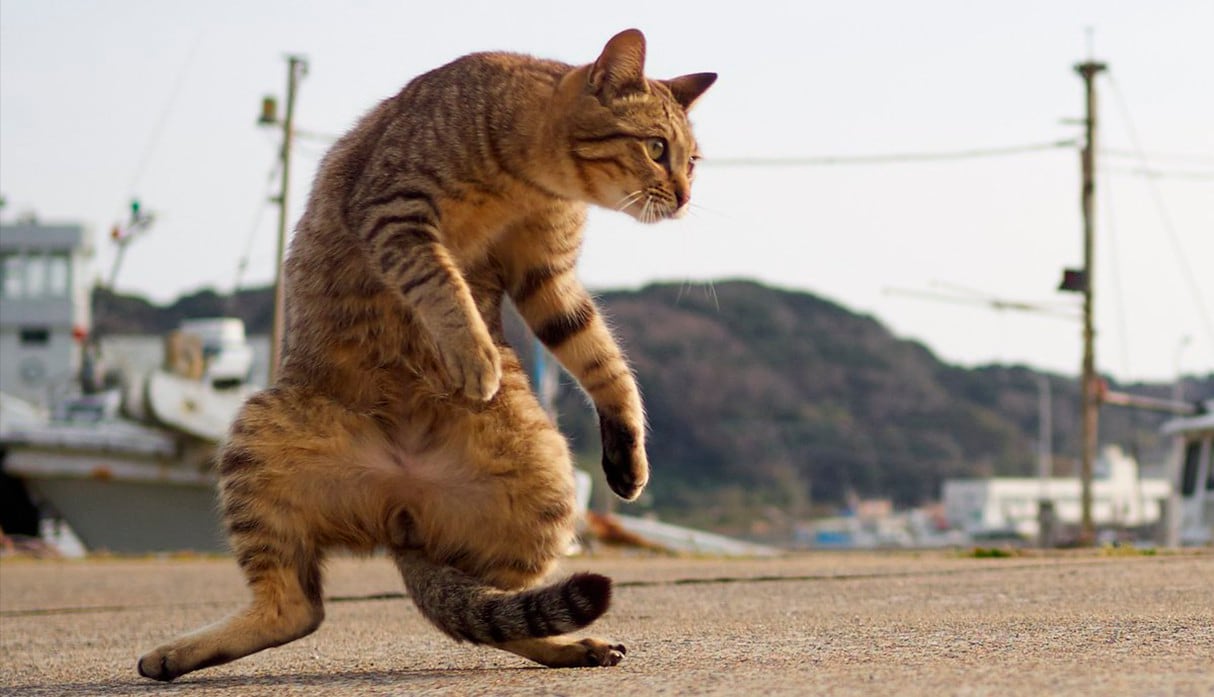 Fotógrafo japones captura gatos en posiciones ninja. Su cuenta es todo un fenómeno viral en Instagram. (Hisakata Hiroyuki | photo.accent)