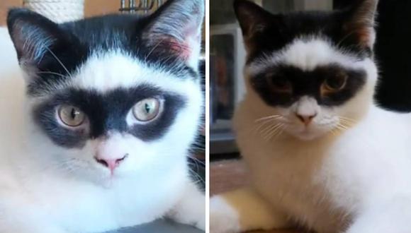Gato persa se convierte en viral de TikTok por su gran parecido al 'Zorro'  | Estados Unidos | nnda nnrt | VIRAL 