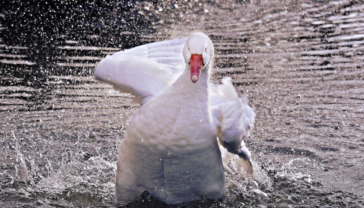 El pato se ha vuelto viral en redes sociales por su peculiar acción en favor de un niño. (Foto: Pixabay)