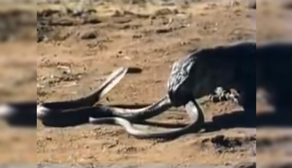 Dragón de Komodo mata a cobra real en épica batalla filmada por un documental de animales salvajes. (Foto: YouTube / SV Square)
