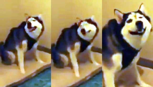 Perro tiene hilarante ataque de estornudos y su dueño lo hace viral.