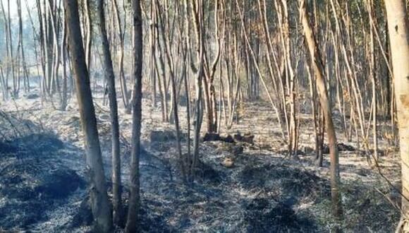 Cajamarca: 700 hectáreas de terreno resultaron afectadas por incendio forestal (Foto difusión).