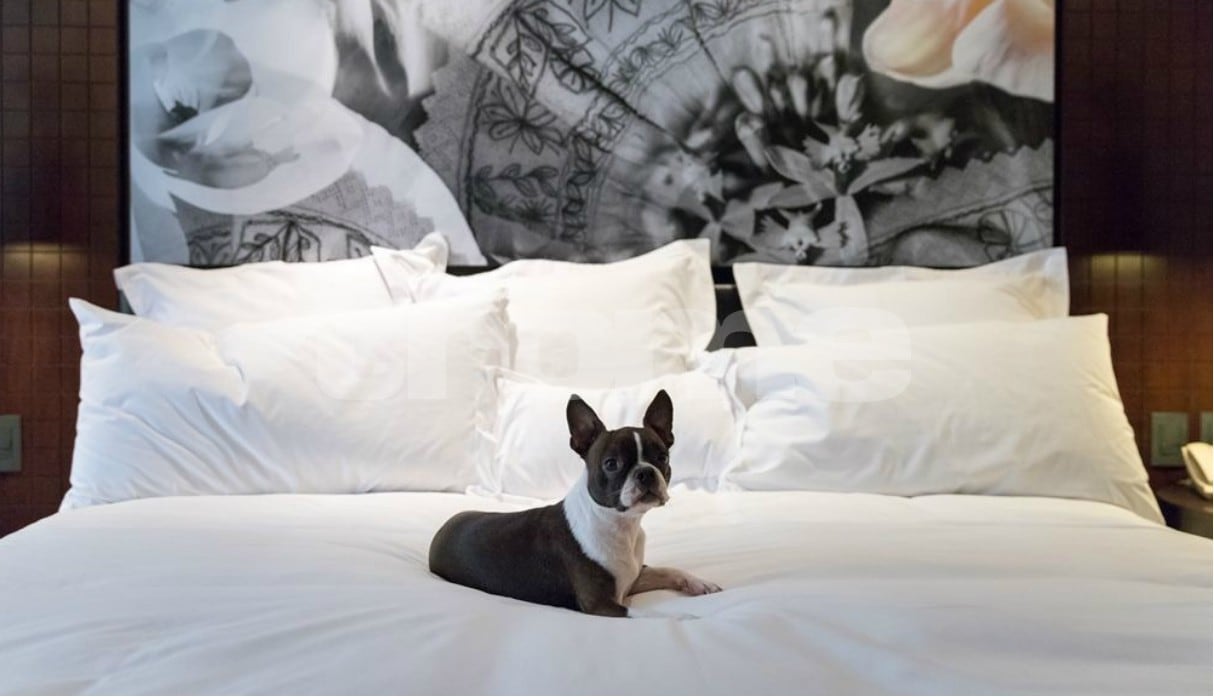 Este hotel ‘amigable para mascotas’ en Lima está dando la hora