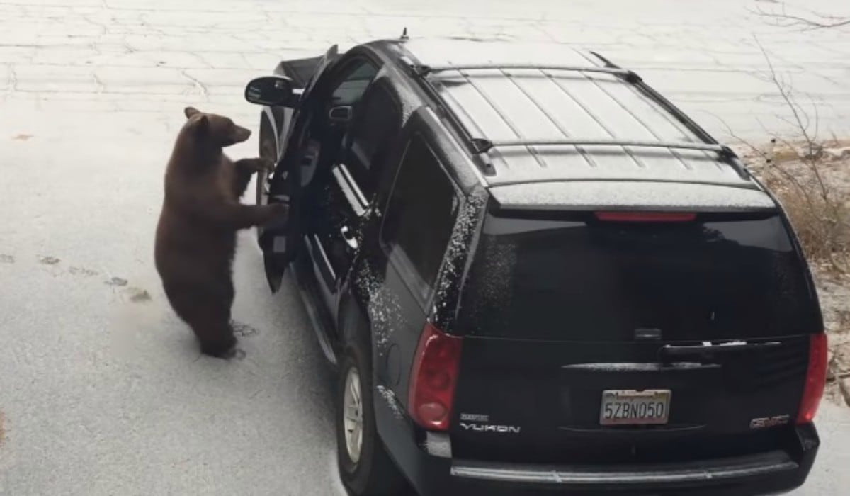 Se volvió viral en YouTube el instante en que un oso abre sin esfuerzo la puerta de un coche. (Foto: Captura)