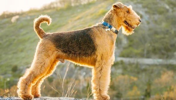 Las razas de perro no recomendadas como primera mascota (Foto: National Geographic)