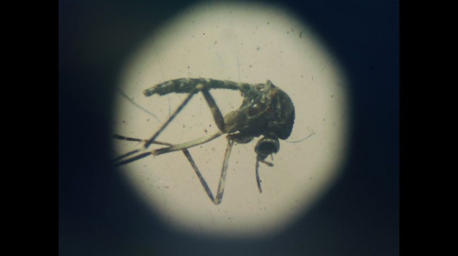 El virus zika y el fenómeno de El Niño estarían vinculados más de lo que se cree. (Getty, AFP)