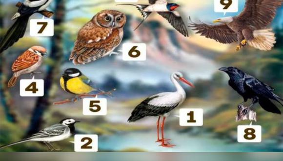 Escoge un ave y descubre lo que tiene para ti este test de personalidad. (Foto: namastest)