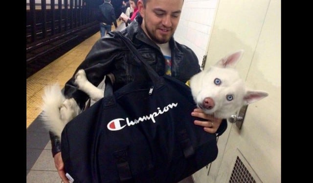 Los neoyorkinos se pusieron creativos para poder llevar a sus perros en el metro.