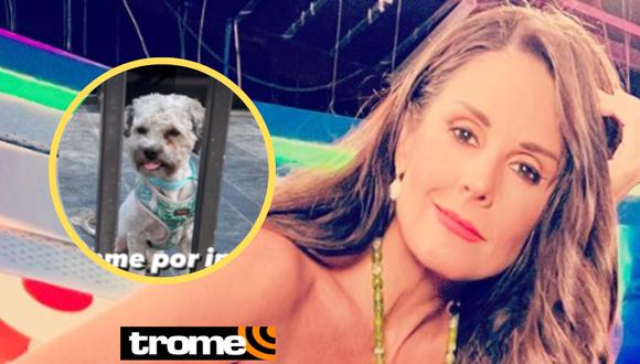 Rebeca Escribens pide ayuda para encontrar a dueños de perrito perdido. (Foto: Instagram).