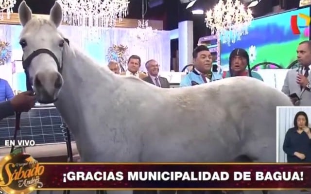 Andrés Hurtado 'Chibolín' recibió un caballo como regalo por el aniversario de su programa