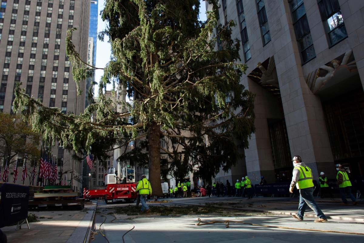 Los trabajadores levantan el Norway Spruce, de 23 metros, que servirá como el árbol de Navidad del Rockefeller Center, en Nueva York (Estados Unidos). (AFP / Kena Betancur).