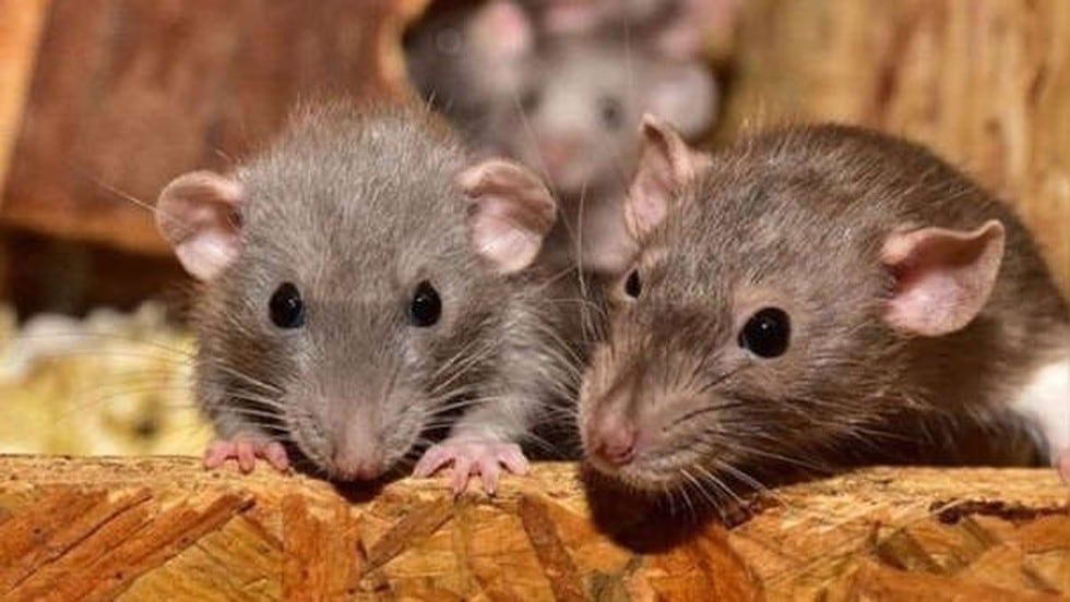 Los roedores son conocidos por ser transmisores de muchos virus, entre ellos, la fiebre hemorrágica de Lassa, que afecta varias regiones del oeste de África. Otros de ellos es el hantavirus que, en los Estados Unidos, fue identificado por primera vez en 1993. También se han reportado casos en la Patagonia de la Argentina donde hubo un brote a fin de esa misma década. (Foto: AFP)