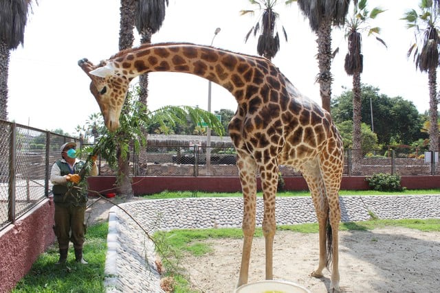 Alrededor de 25 cuidadores del Parque de las Leyendas se encargan de brindar atención y alimento a los animales que albergan el citado zoológico. (Foto: Difusión)